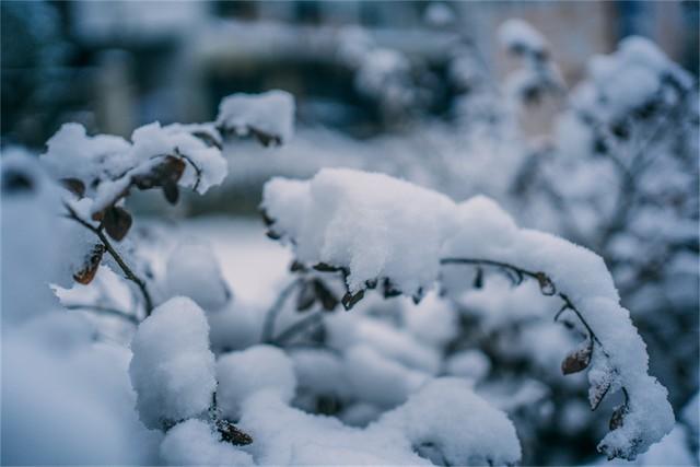 瑞雪迎小年(图2)