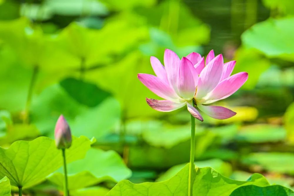 今日小暑(图3)